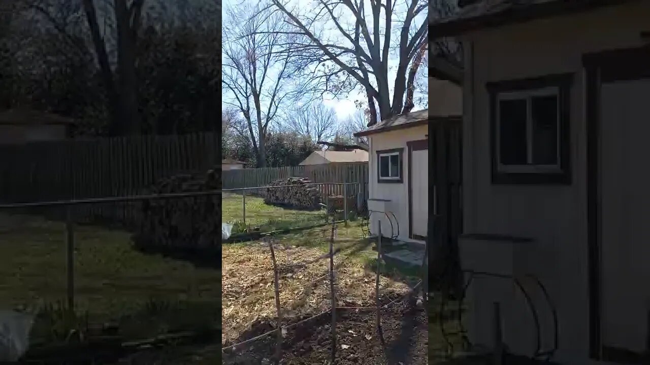 🦤🐢🦉🐉🦚
