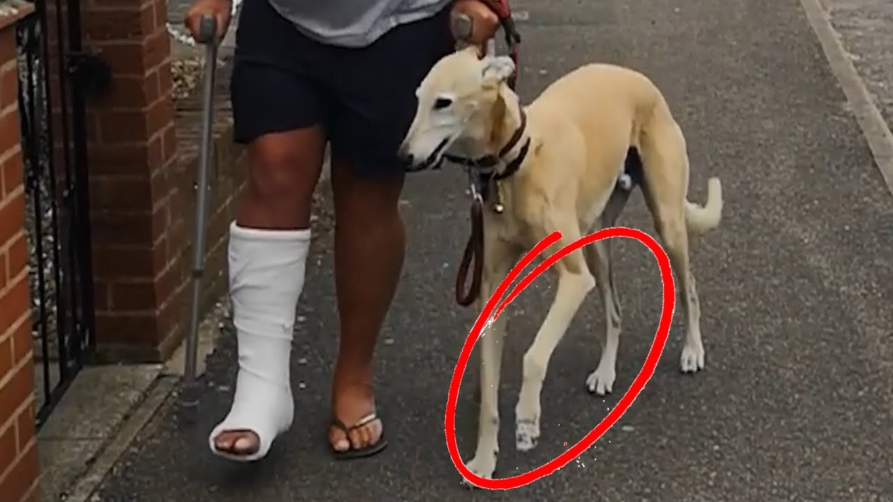 Dog Pretends To Walk With A Limp Like Their Injured Owner Out Of Sympathy