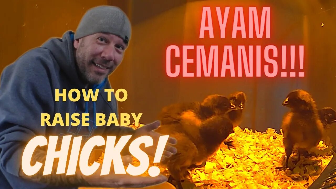 Learn How To Raise Brand New Chicks! First Time Owning Baby Chickens? Ayam Cemanis!!!!