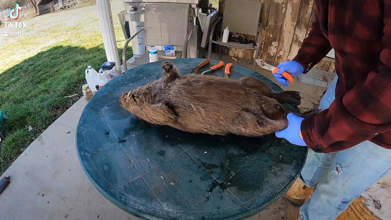 Putting up Fur! #trapper #beaver #wildlifemanagement