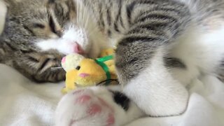 Small Cat Loves His Toy Kitten