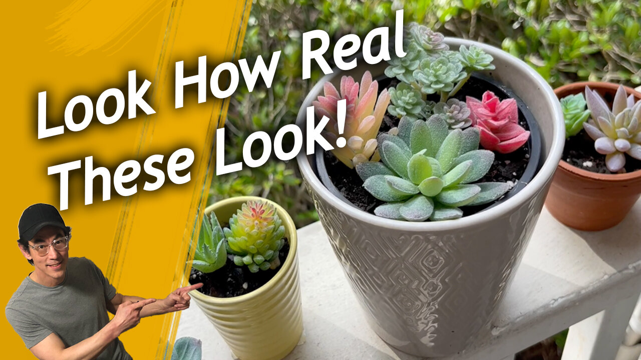 Do These Artificial Succulents Look Real Enough? A Detailed Closer View, Product Links