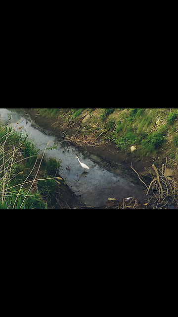 Healing nature during a pandemic: the appearance of a heron in a city ditch