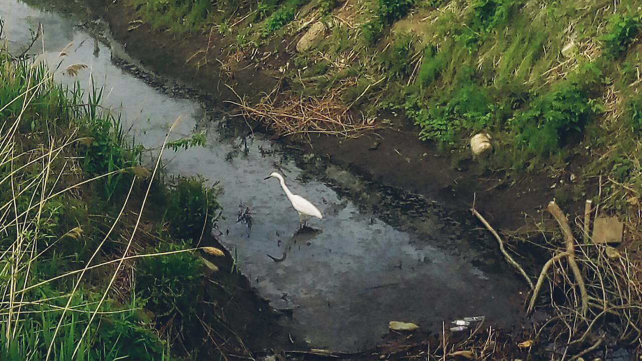 Healing nature during a pandemic: the appearance of a heron in a city ditch