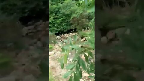 perfect pitch for a wildcamp