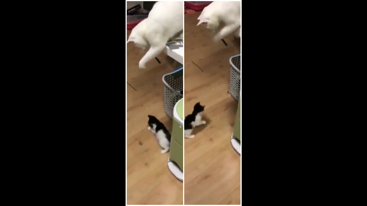 Cat mother imitates owner to use cat stick to sneak her baby kitten