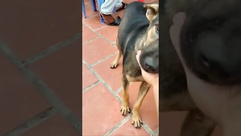 Cute puppy #shorts