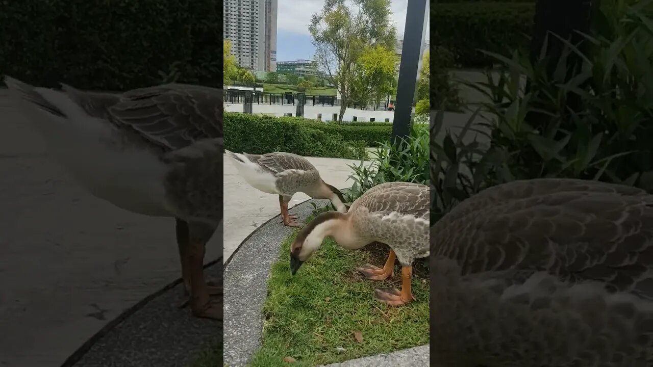 I thought geese don't eat grass or they are looking for worms?