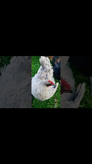 Chickens being #chickens #homesteading #chickenlife