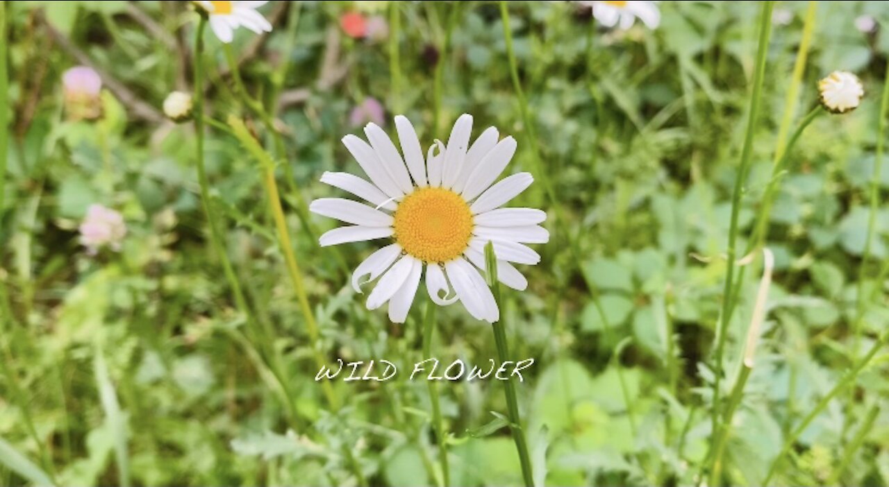 WILD FLOWER IN O’Brien Beach, Chelsea, Quebec, Canada