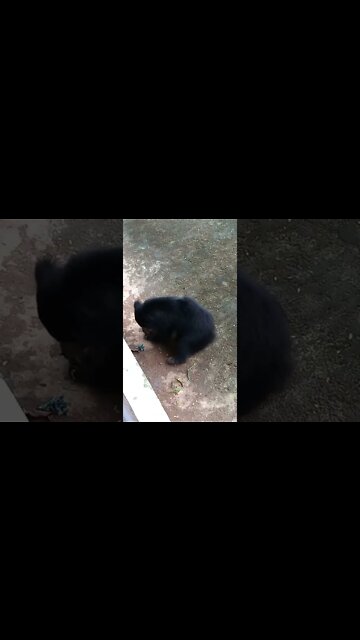 Black bear is eating something. 🥸