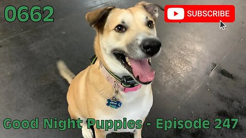 [0662] GOOD NIGHT PUPPIES - EPISODE 247 [#dogs #doggos #doggies #puppies #dogdaycare]