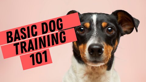 Basic Dog training 101 for Beginners
