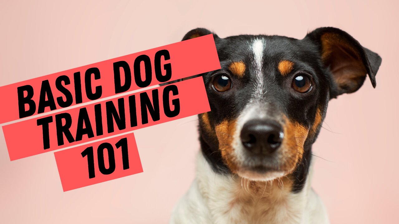 Basic Dog training 101 for Beginners