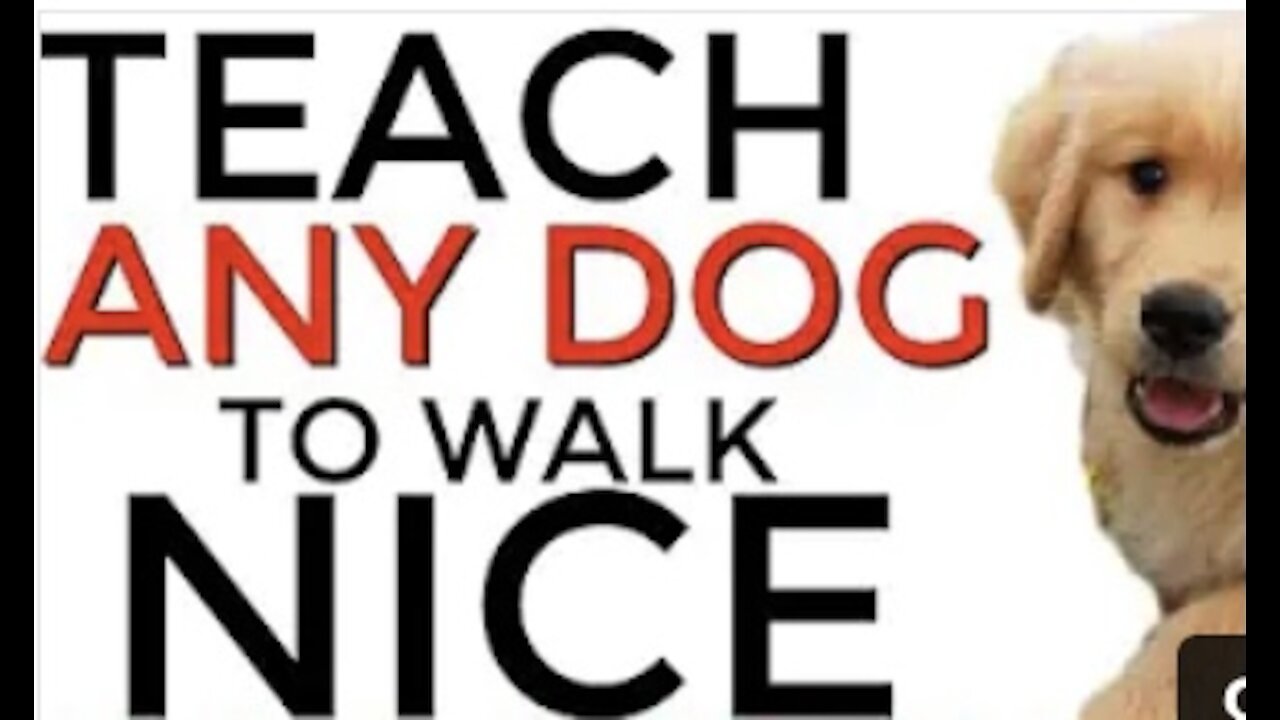 Teach ANY dog to walk nice in just 5 minutes