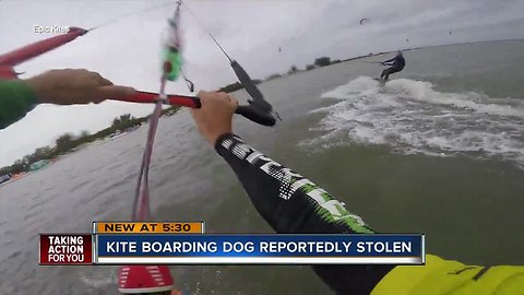 Kiteboarding dog reportedly stolen in St. Pete