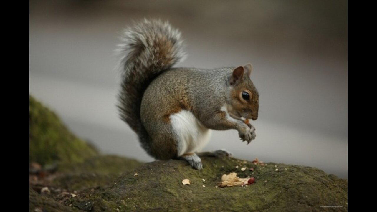 ADORABLE YOUNG SQUIRREL TRYING SO HARD TO GET TO THE BIRD SEED!