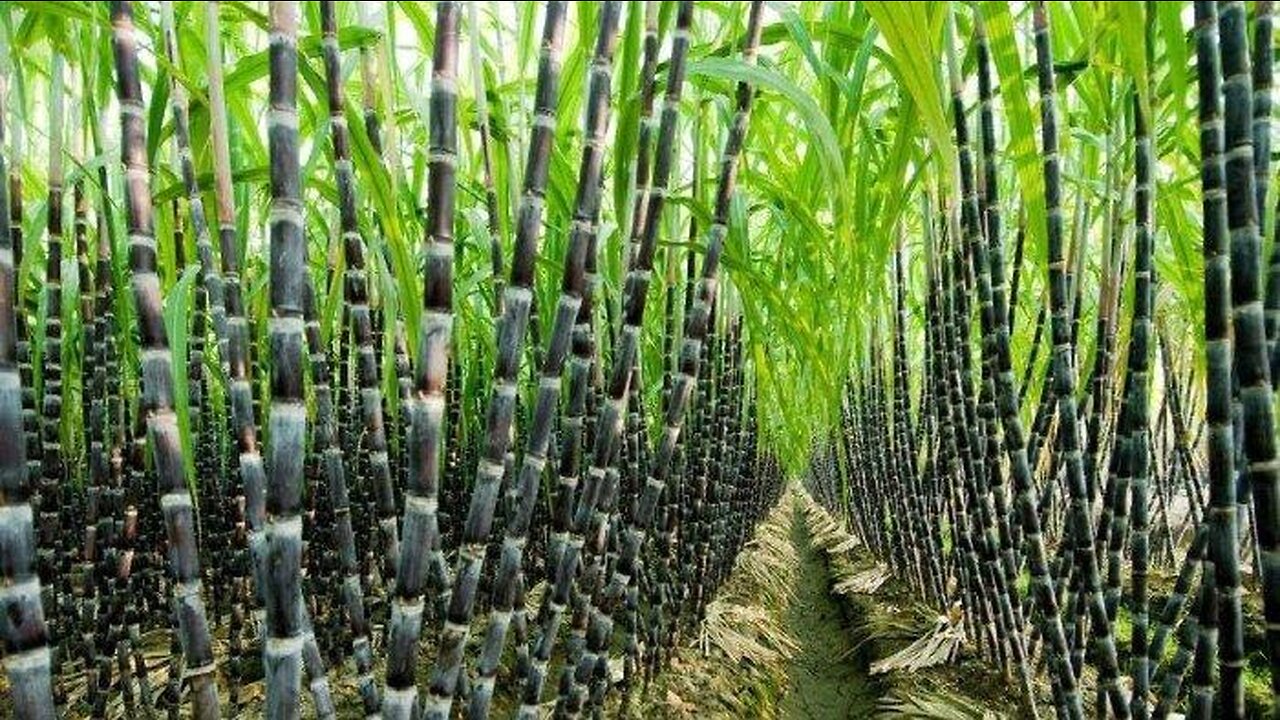 SUGARCANE INDONESIA