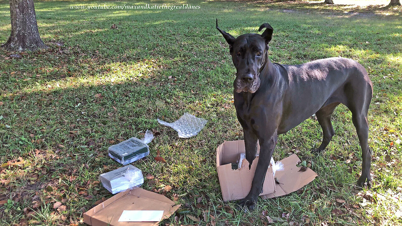 Excited dogs love to open delivery boxes