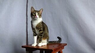 Curious Kitten Discovers a Brand New Pair of Shoes