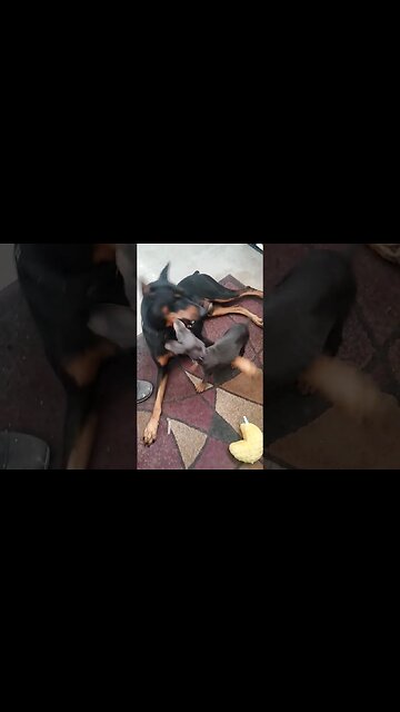 Giant #doberman wrestles with tiny #dobermanpuppy ❤️🐕 #dobermanlove #dobermanpinscher #dobermandog