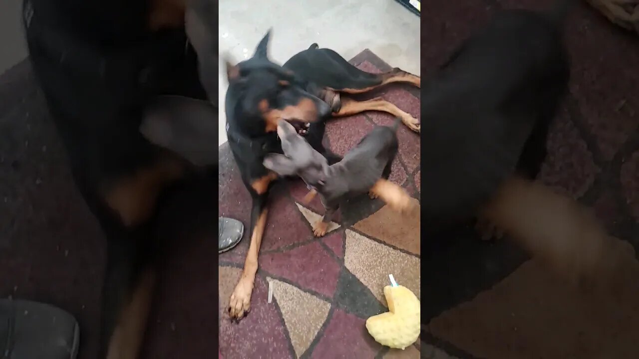 Giant #doberman wrestles with tiny #dobermanpuppy ❤️🐕 #dobermanlove #dobermanpinscher #dobermandog