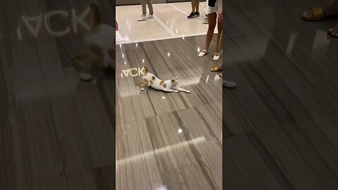Ano? Fur Babies Niyo Lang Pwede Mag-Mall?