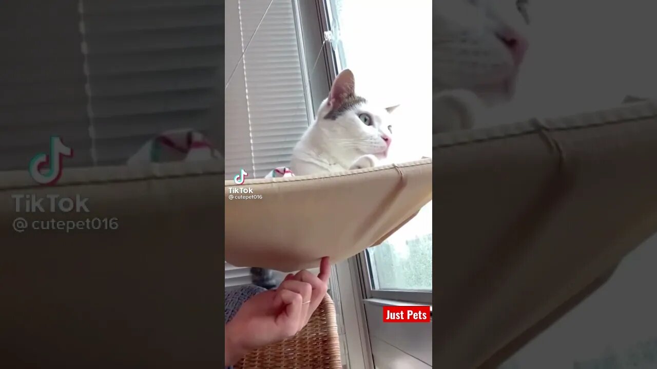 Annoying human 😁 #tiktok #cute #shorts #funnyvideos #viral #cat