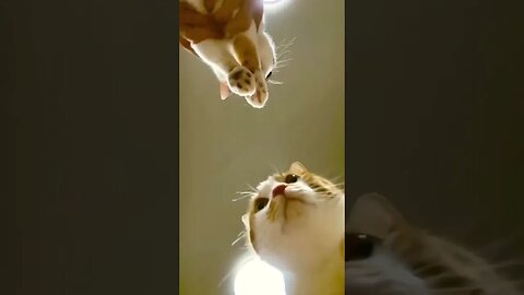 Funny animal videos Funny cats dogs Funny animals #youtube #youtubeshorts #ytshorts9