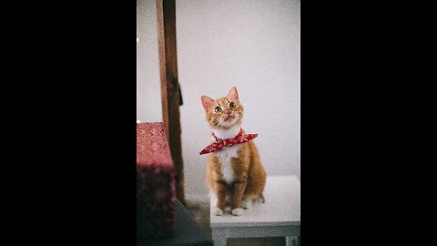 funny animal videos,funny animals,funny cats videos,funny cats,funny cats and dogs.