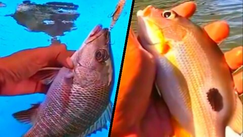 Fishing in fast rivers using shrimp bait