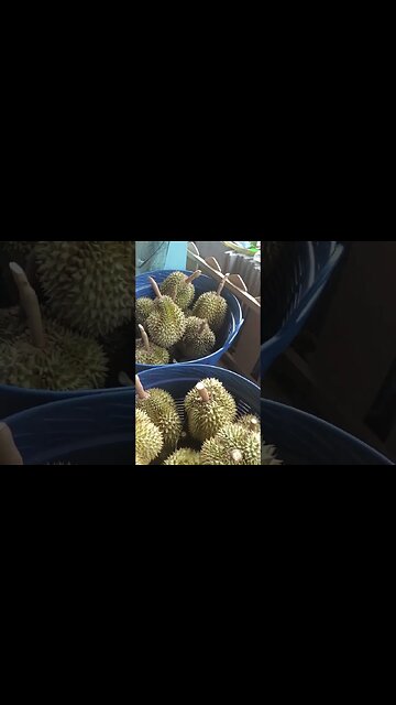 Our First Durian Harvest - Fruit from about five 4.5 year old trees