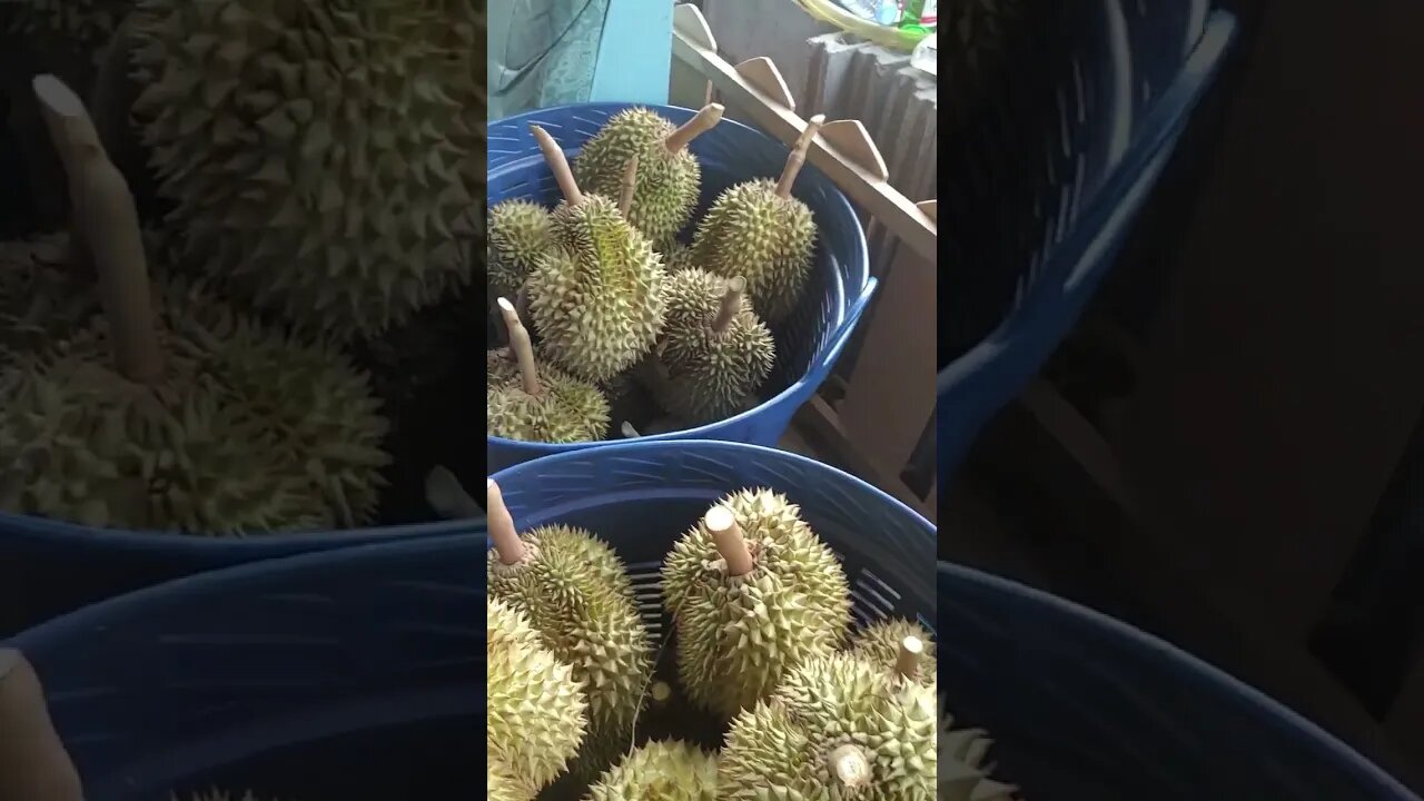 Our First Durian Harvest - Fruit from about five 4.5 year old trees