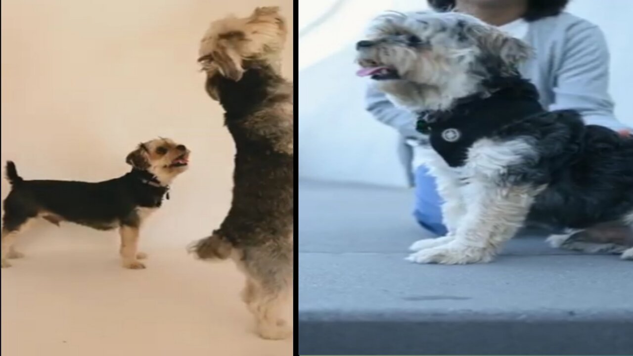 Best friend - Cute dog and funny videos compilation.