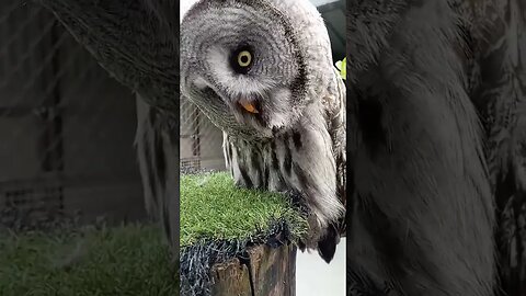 Great Grey Owls eyesight is amazing #shorts #eyes #owl #amazing