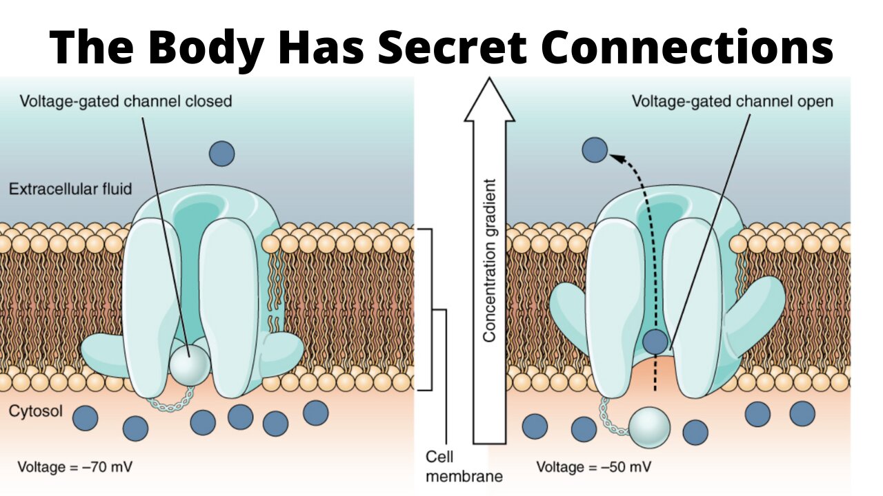 Fearfully and Wonderfully Made: Restorative Health and Systems, Secret Connections in the Human Body