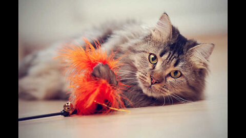 Funny cats life compilation