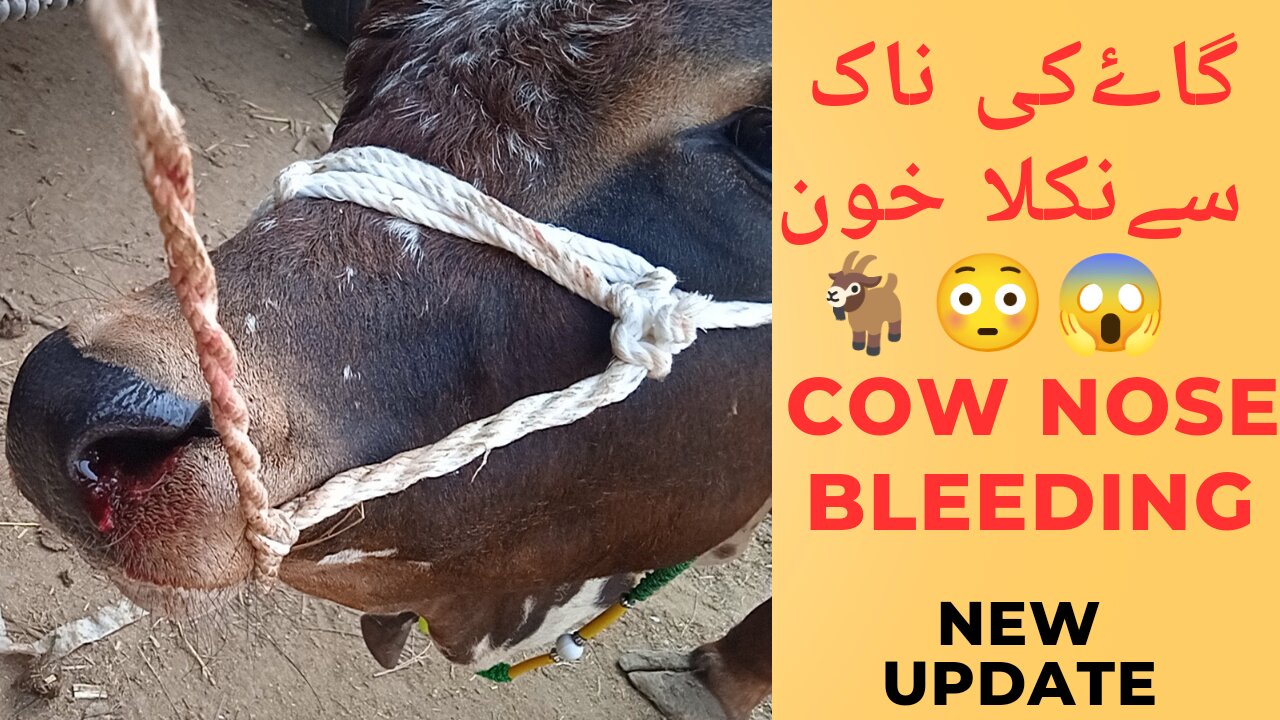 Cow nose bleeding /Cattle market Pakistan