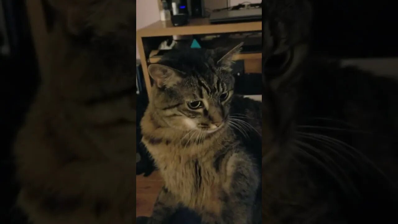 My baby getting a pedicure #cats #playtime #funnyvideo #cutecat #spoiledcat #shorts