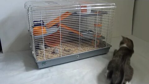 Small Cat Rolls in front of the Hamster Cage