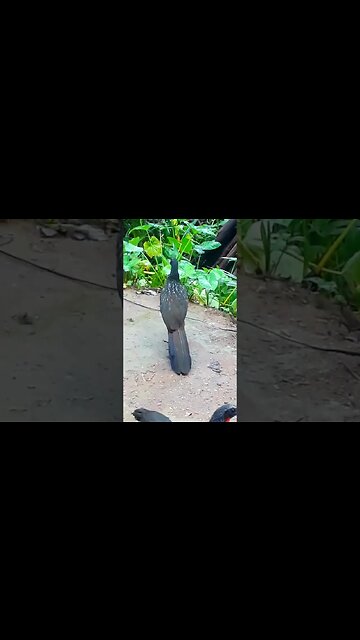 Jacu e seus filhotes em busca de alimentos