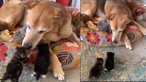 Cute cats baby with Dog amazing video clip