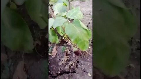 Quick, Look at my Grapes and Eggplant before the beavers get ‘em!