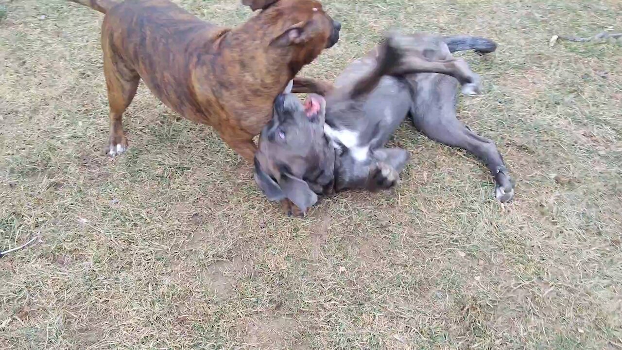 Big Dog Spins Other Big Dog