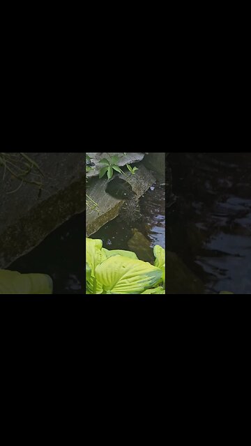 Turtle play how cute!#shortsvideo #turtles #socialmedia #nature @TalkwithSally