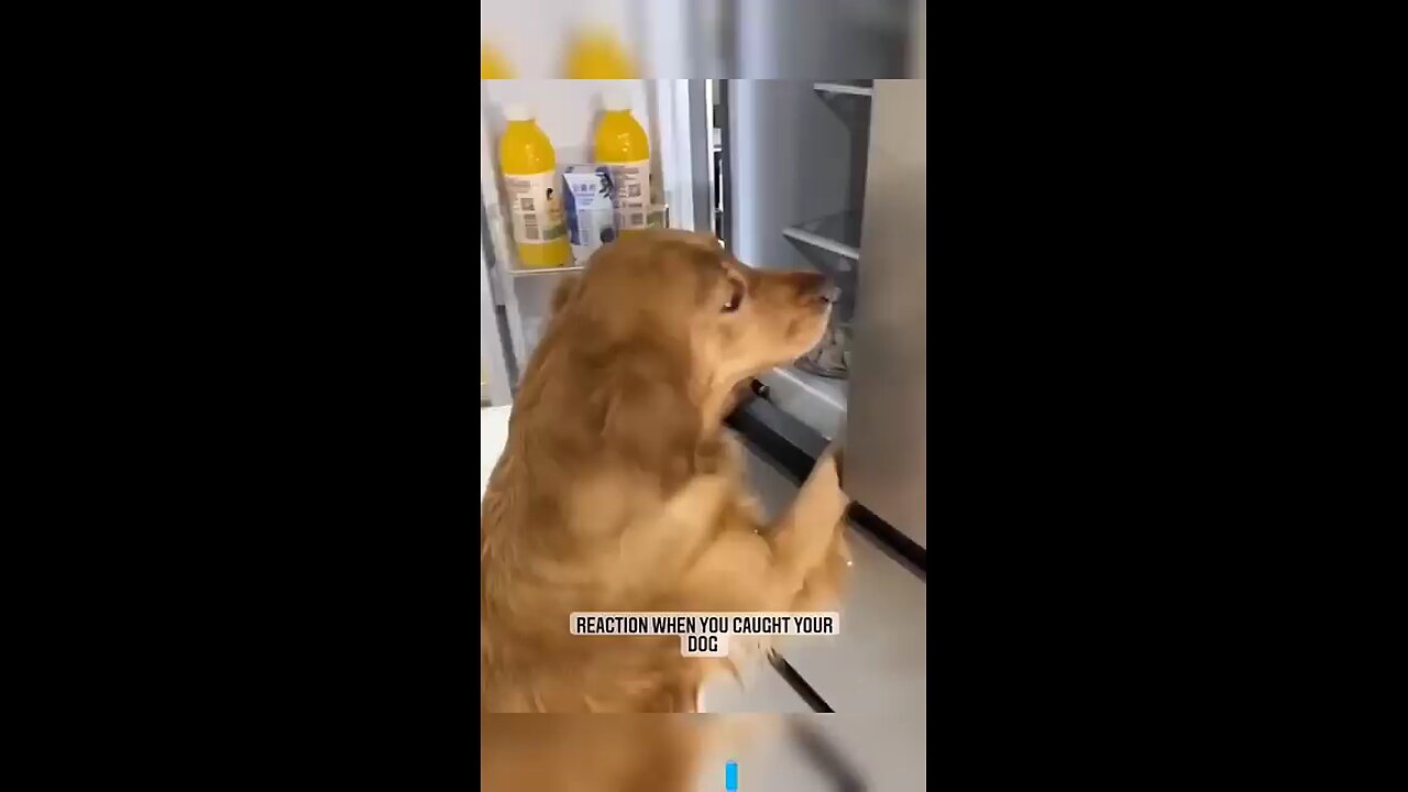 funny dog reaction 🤣