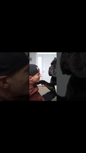 Touch Your Dogs Nose Against Your Nose & See Who Caves First #shorts #funnydogs #dog