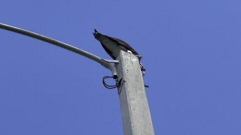 Osprey Eats Fish in Paradise Part 1- 10/13/2021- 4K