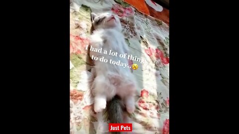 Try not to smile #cute #tiktok #funnyanimals #funnyvideos #cat 2022