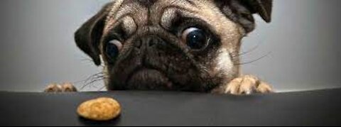 Cute And Funny Pets | Try Not To Laugh To These Pets Compilation #funny #pets